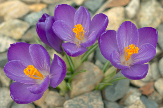 775774 (a): :2048x1365